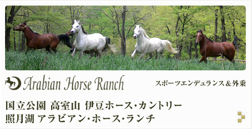 Arabian Horse Ranch