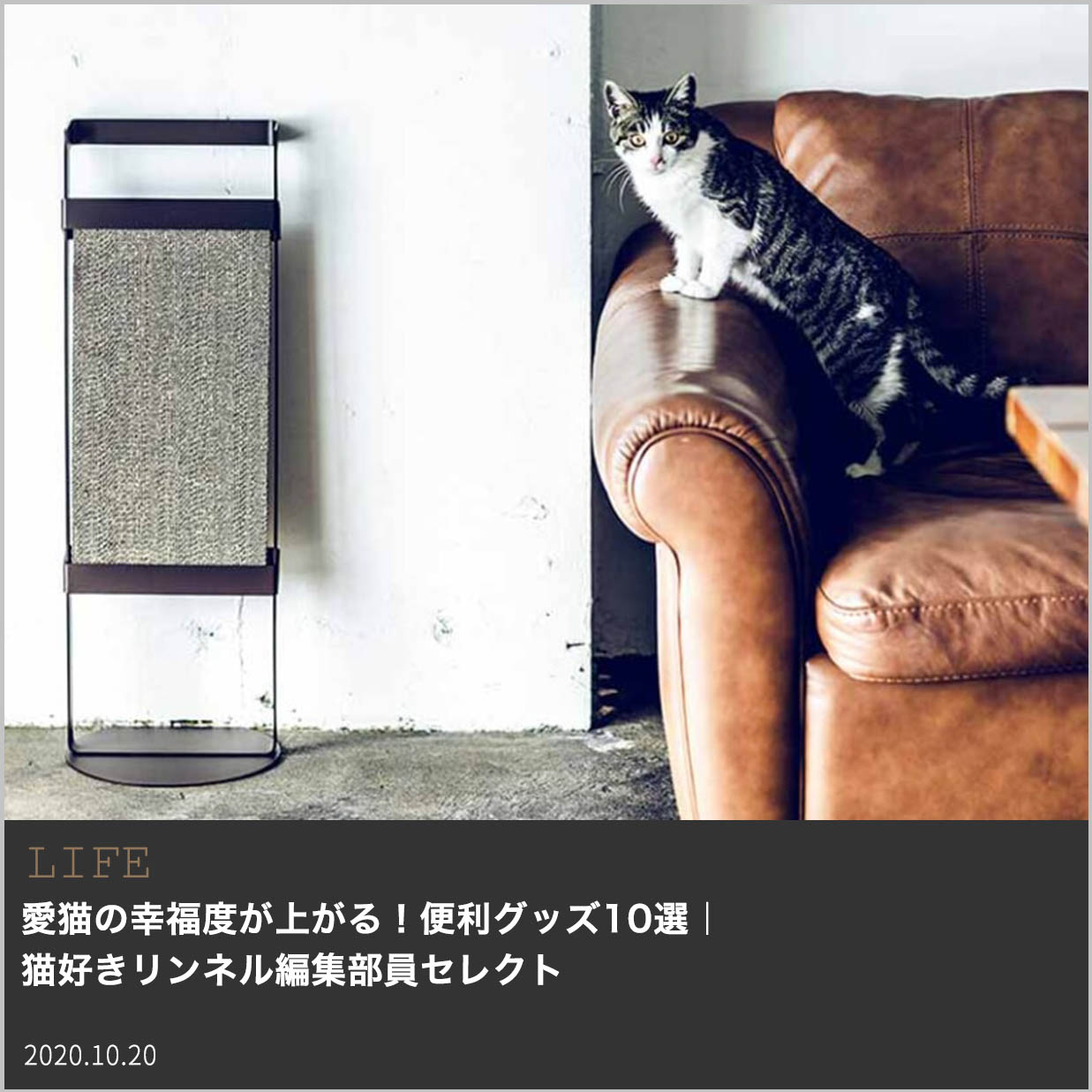 愛猫の幸福度が上がる 便利グッズ10選 猫好きリンネル編集部員セレクト Fashion Box
