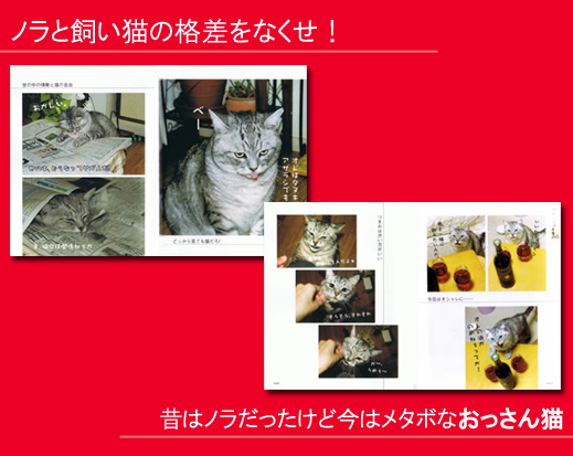 飼い猫志願 宝島社の公式webサイト 宝島チャンネル