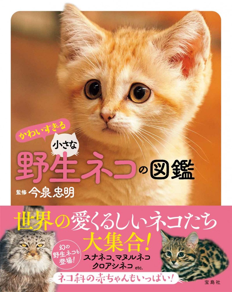 かわいすぎる小さな野生ネコの図鑑│宝島社の公式WEBサイト 宝島チャンネル
