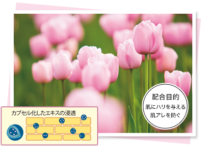 配合目的　肌にハリを与える肌荒れを防ぐ　カプセル化したエキスの浸透