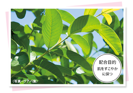 配合目的　肌をすこやかに保つ（写真—グアバ葉）