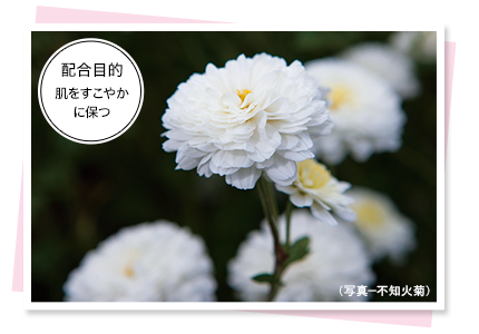 配合目的　肌をすこやかに保つ（写真—不知火菊）